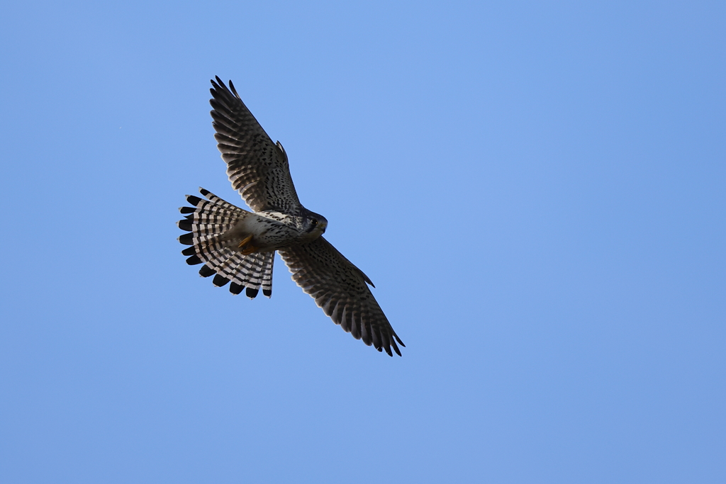 尾羽が咲いた青空