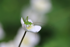 小さなゝ昆虫