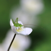小さなゝ昆虫