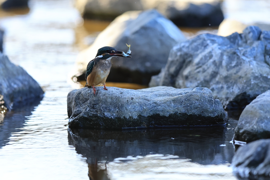 堰のカワセミさん写し