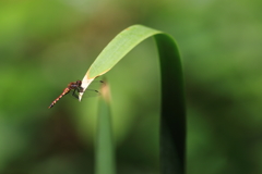 青色の秋に茜
