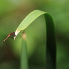 青色の秋に茜