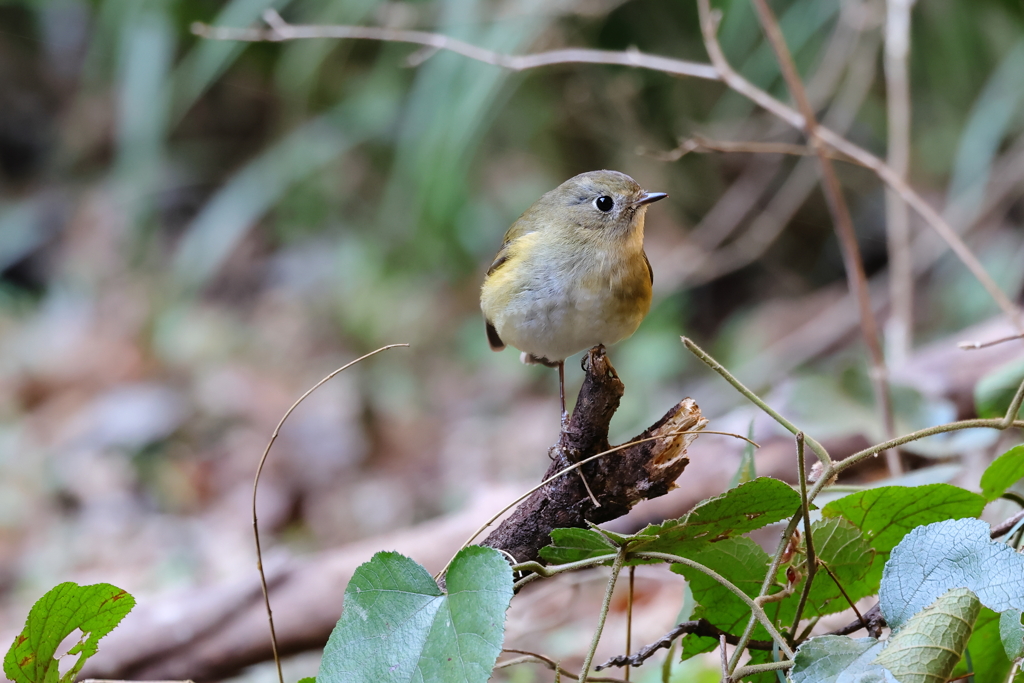 お相手の鳥さん