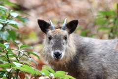 カモシカさん　トナカイさん募集で現る