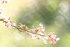 模様と河津桜