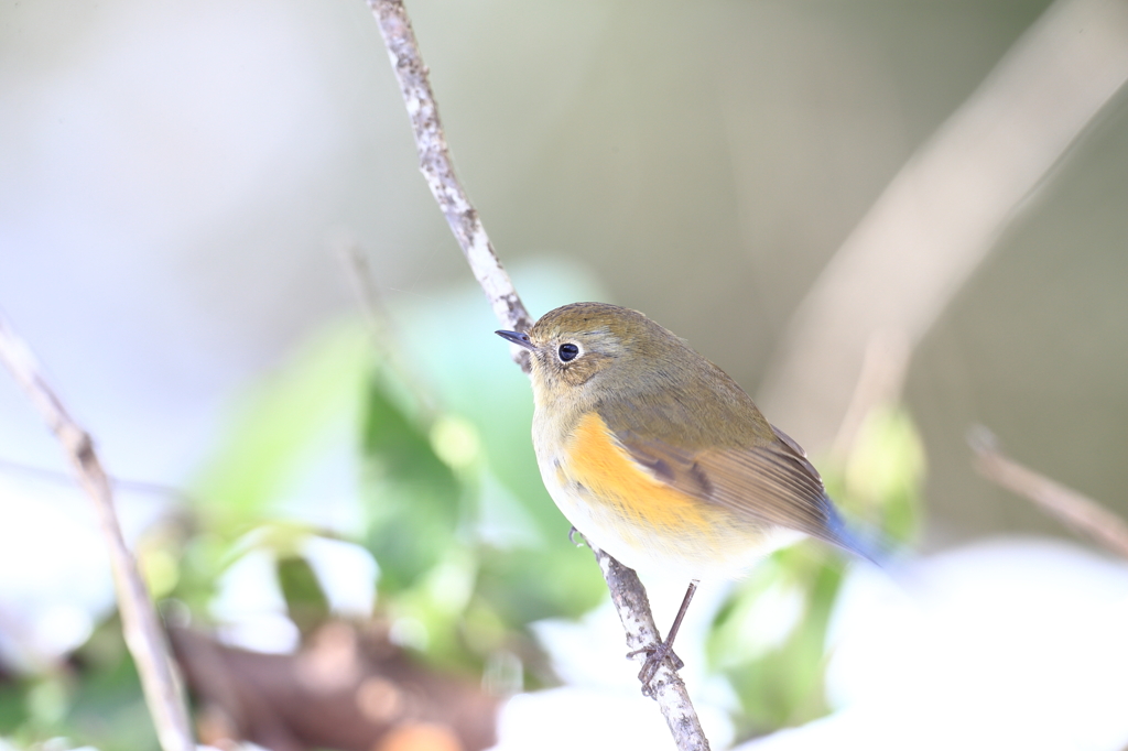 ハイキークラブ・・