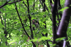 裏山のサンチャン・巣立ち前の記念撮影