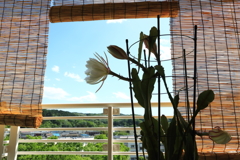 夏風に
