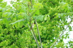 故郷の探鳥から　・　オオヨシキリ