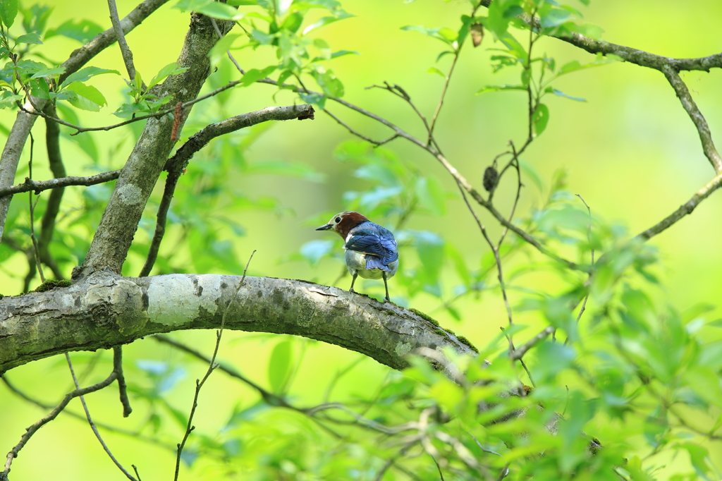 故郷の探鳥から　・　コムクドリ