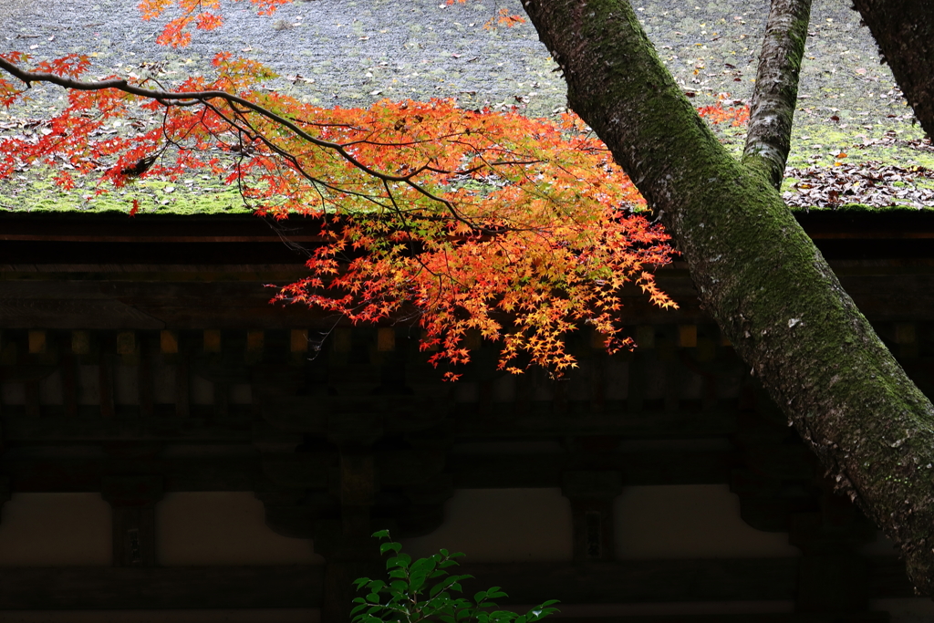 室生寺の紅いろ