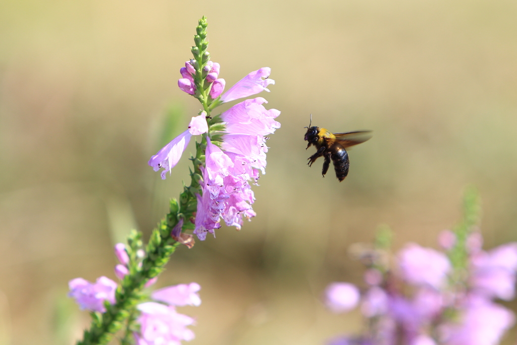クマバチさんも多忙です