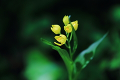 嬉しやキンラン開花