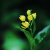 嬉しやキンラン開花