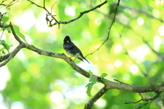 故郷の探鳥から　クロツグミ