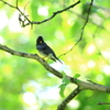 故郷の探鳥から　クロツグミ