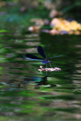 涼しげ色に
