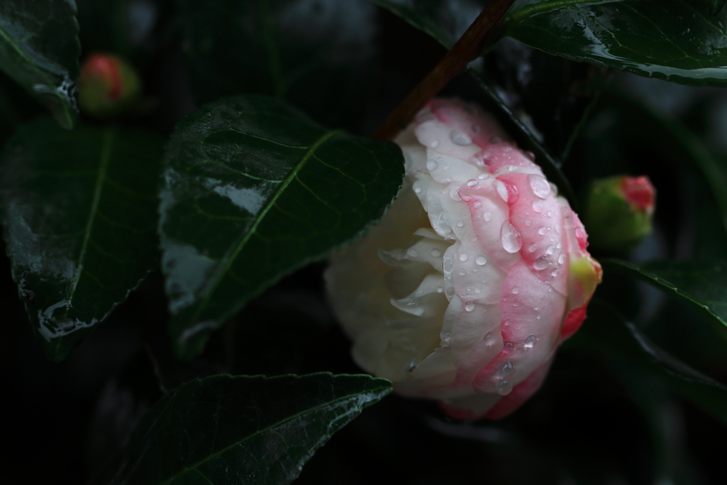 雨に濡れて
