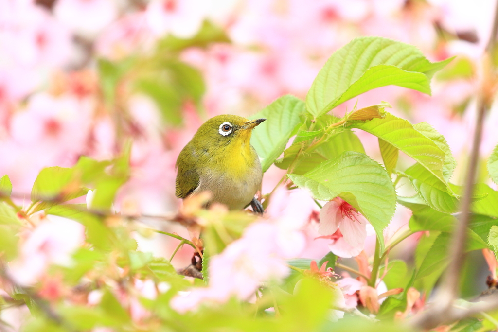 葉にも花にも囲まれて