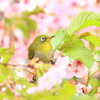 葉にも花にも囲まれて