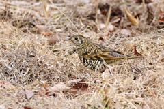 紛らわしくも目立つトラ模様