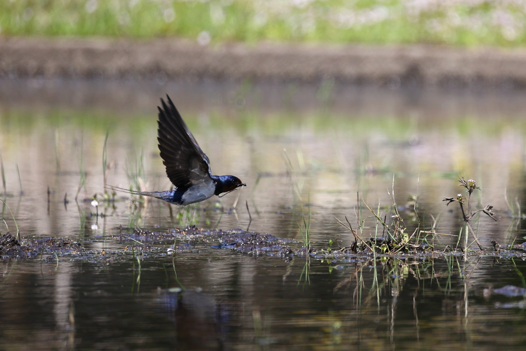 田んぼの燕さん写し