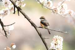 桜と百舌鳥君