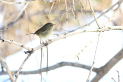 身近な鳥さん　４