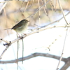 身近な鳥さん　４