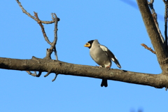 来てた　見つけた　イカルです