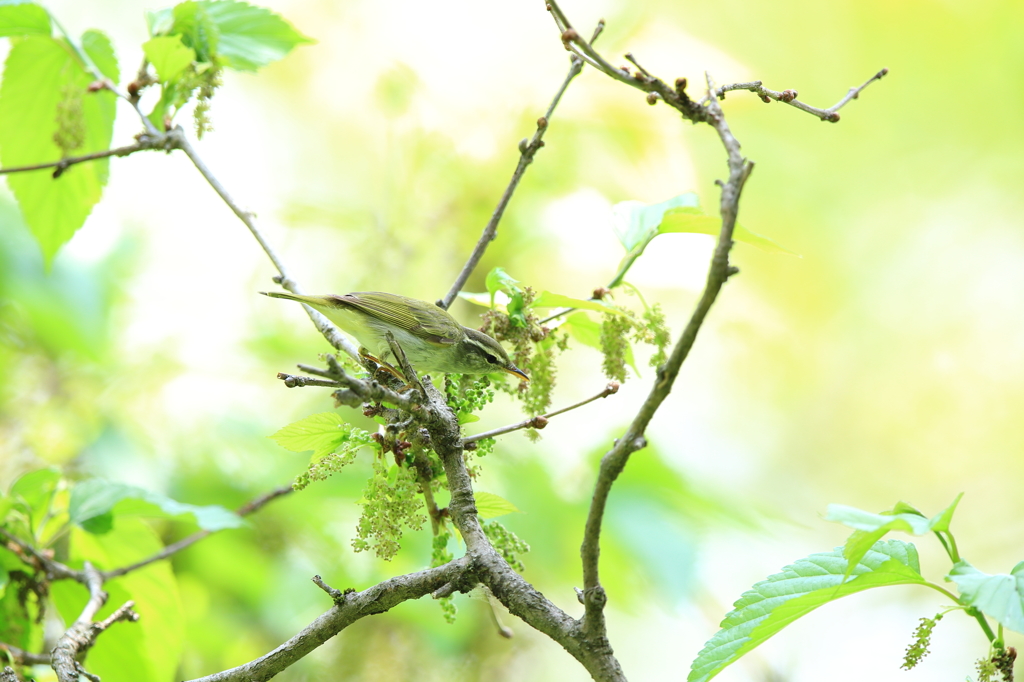故郷の探鳥から　・　センダイムシクイ　
