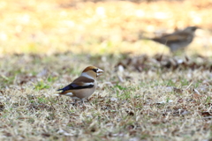 居残る鳥さん