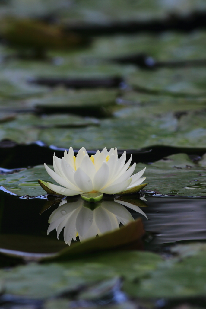 浮花