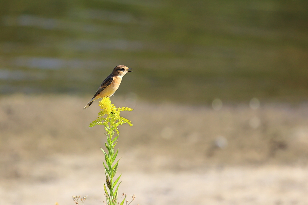 アワダチに乗って