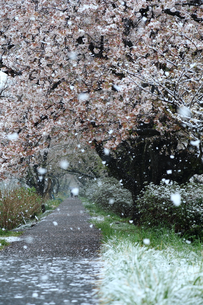 春に舞う雪色