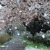 春に舞う雪色