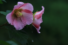 雨粒つ