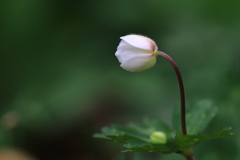 春告げる花