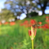 晴れた日の茜