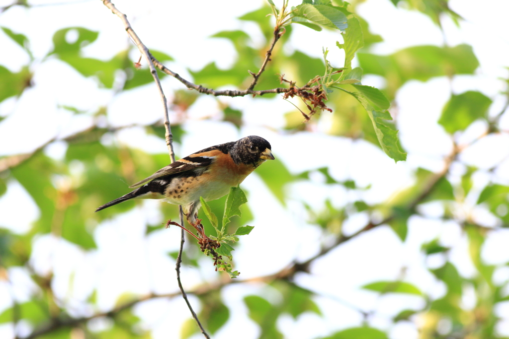 えっ　未だ居たの