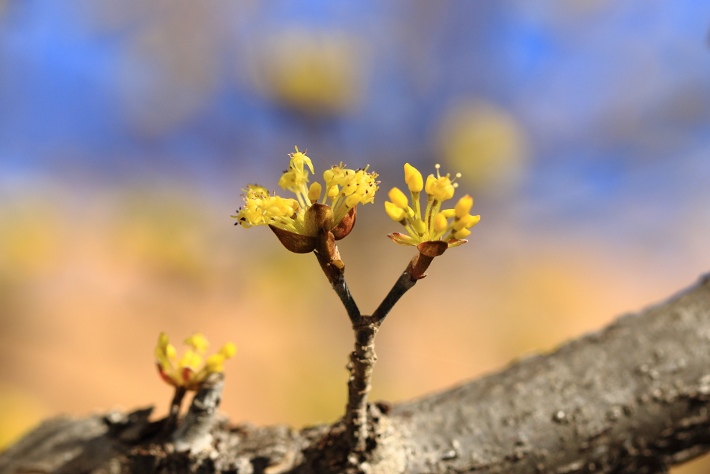 小粒の開花