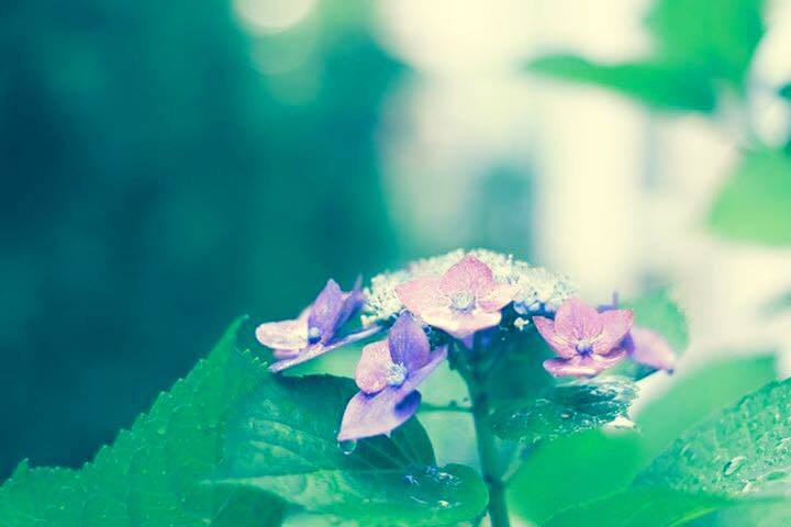 flower and rain