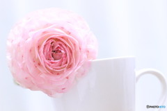 ranunculus