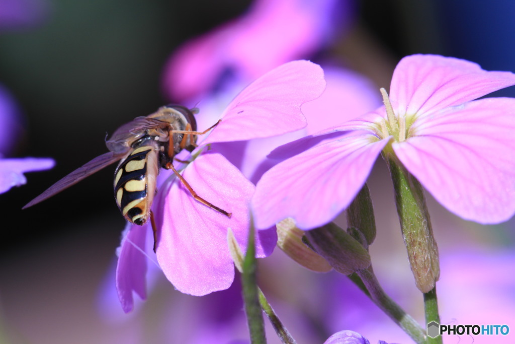 flower&bee