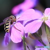 flower&bee