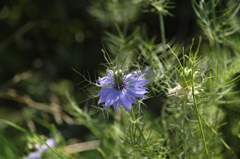 この花の名は…