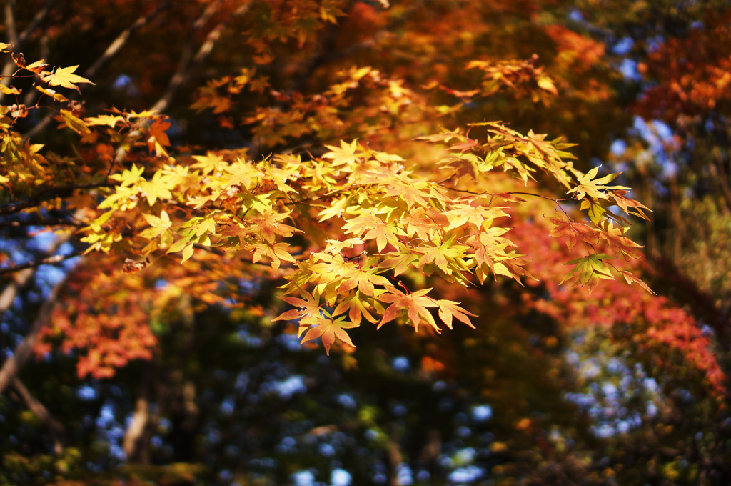 少し黄色い紅葉
