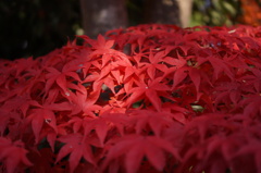 昭和記念紅葉
