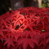 昭和記念紅葉
