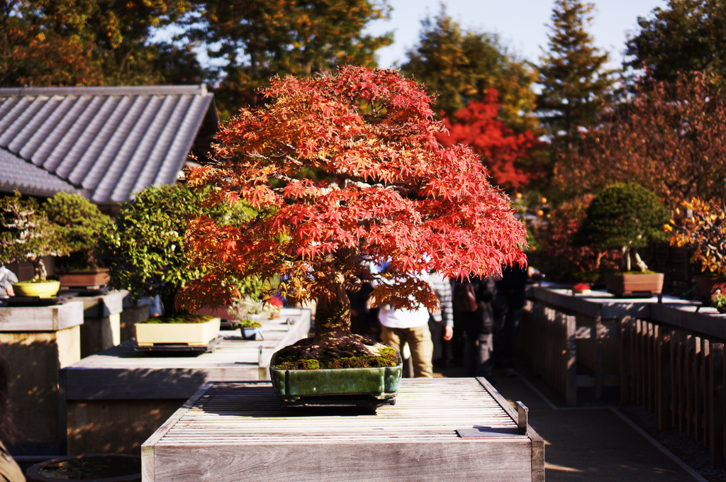 昭和記念公園にて